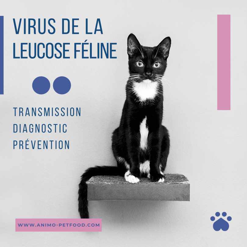 Virus de la leucose féline- FeLV- leucose chat